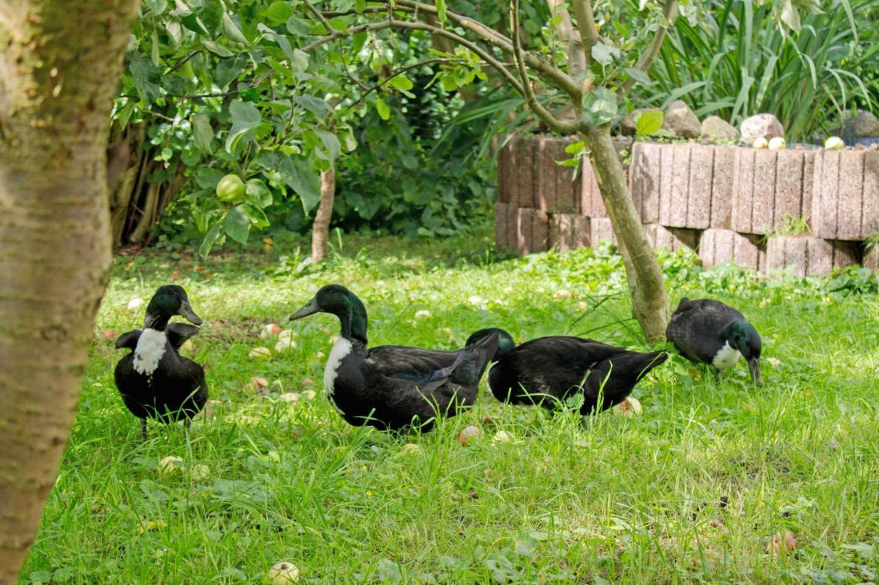 Ferienwohnungen Auf Dem Pommernhof Samtens Bagian luar foto