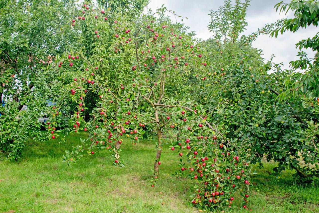 Ferienwohnungen Auf Dem Pommernhof Samtens Bagian luar foto